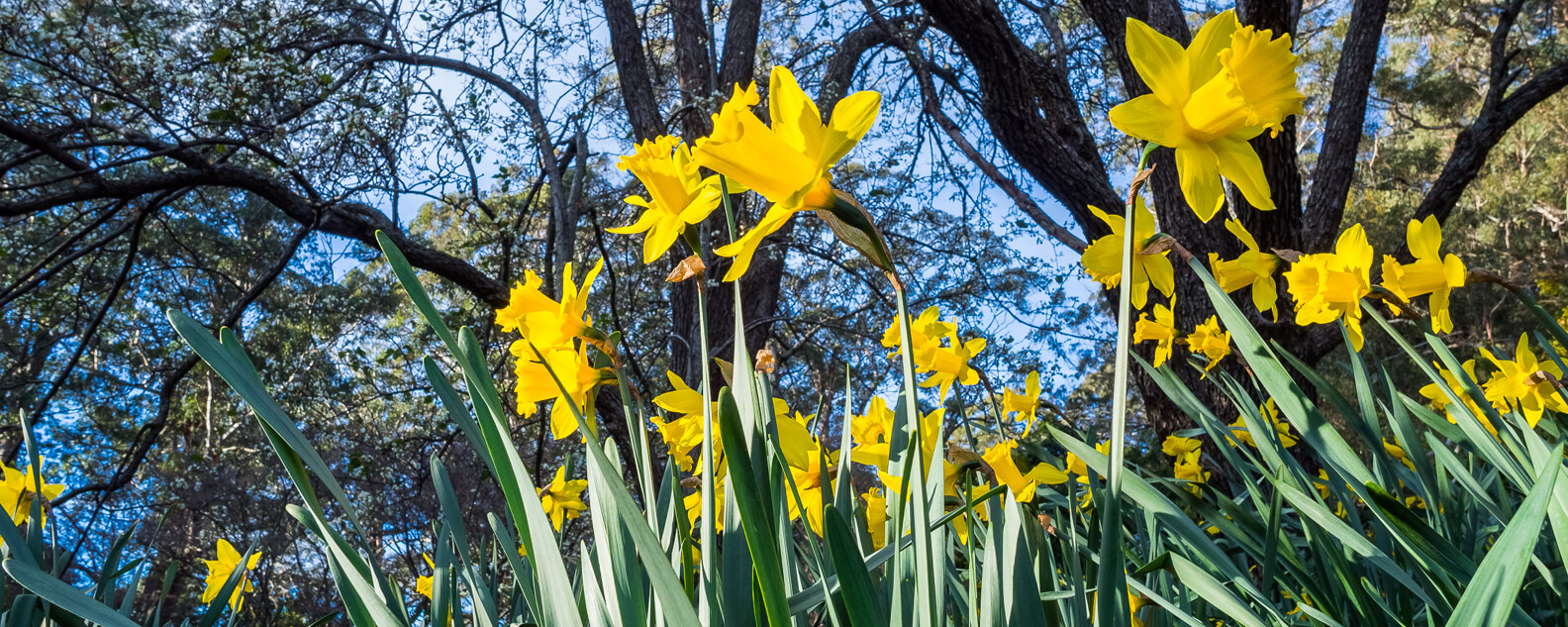 Daffodils in Garden on a sunny day