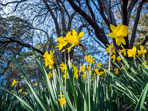 Daffodils in Garden on a sunny day