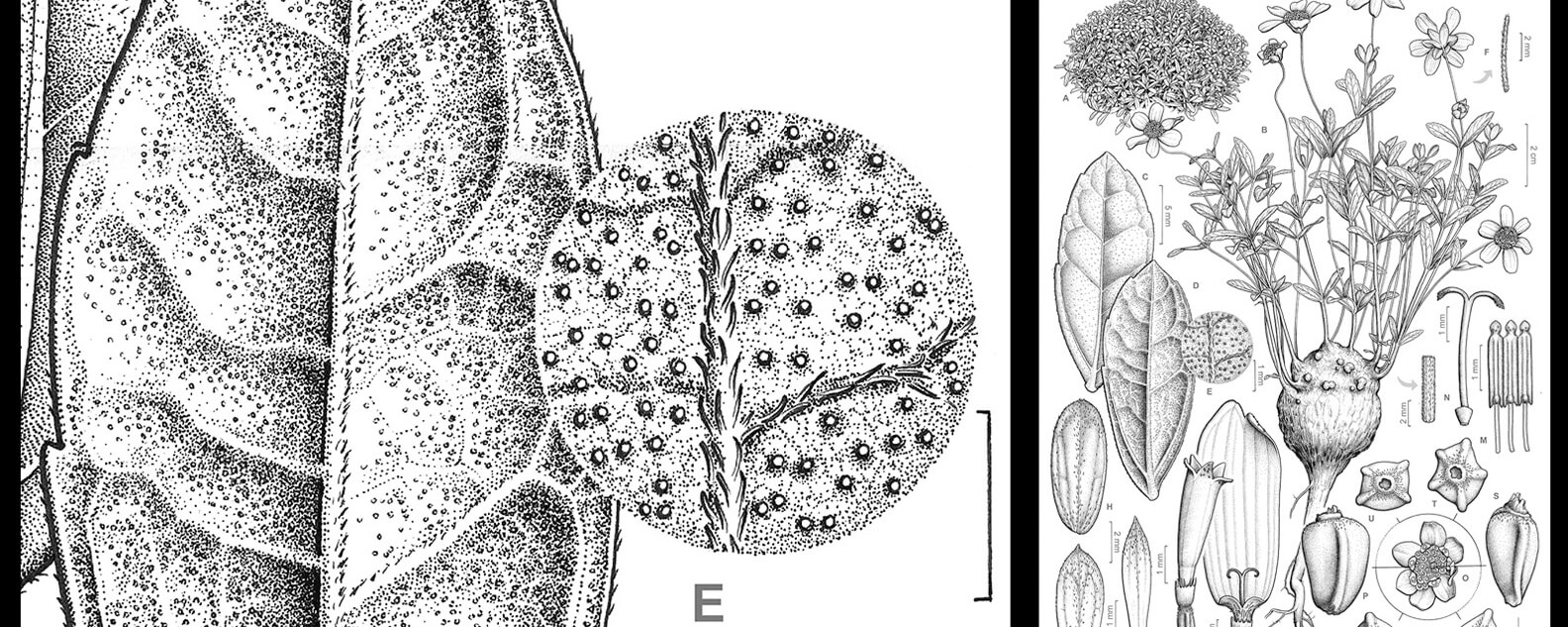 Detailed scientific illustration in black and white of Wedelia sp. nov. by Gustavo Surlo