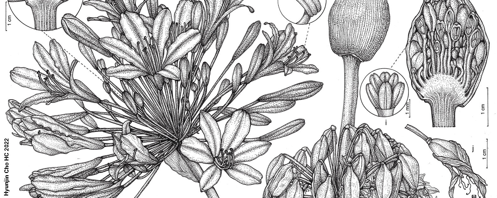 Scientific drawing of Agapanthus, by Hyunjin Cho
