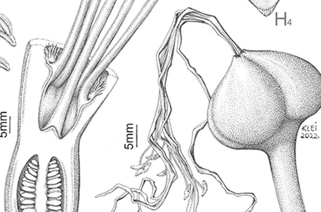 Black and white botanical illustration with immaculate plant details. Copyright: Klei Sousa