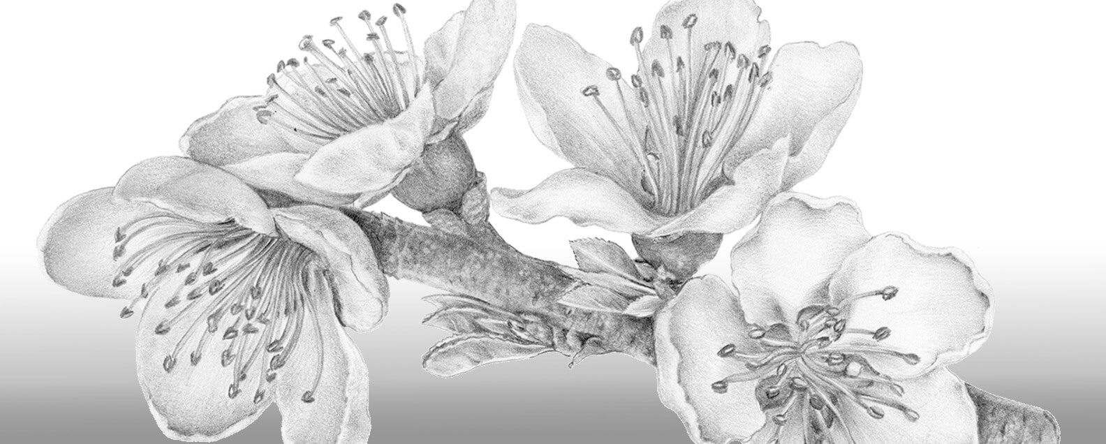Detailed black and white scientific drawing of Prunus persica var. persica. Copyright Laura Ribulgo