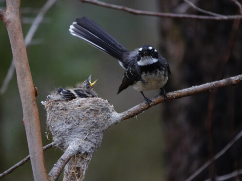 birds thumbnail