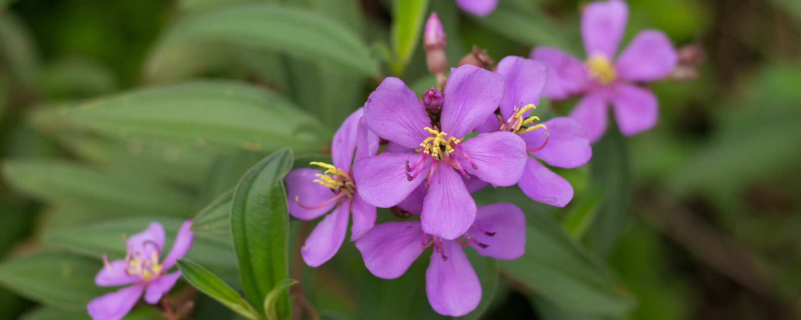 Purple flowers with yellow centres on a shrub with textured, green leaves