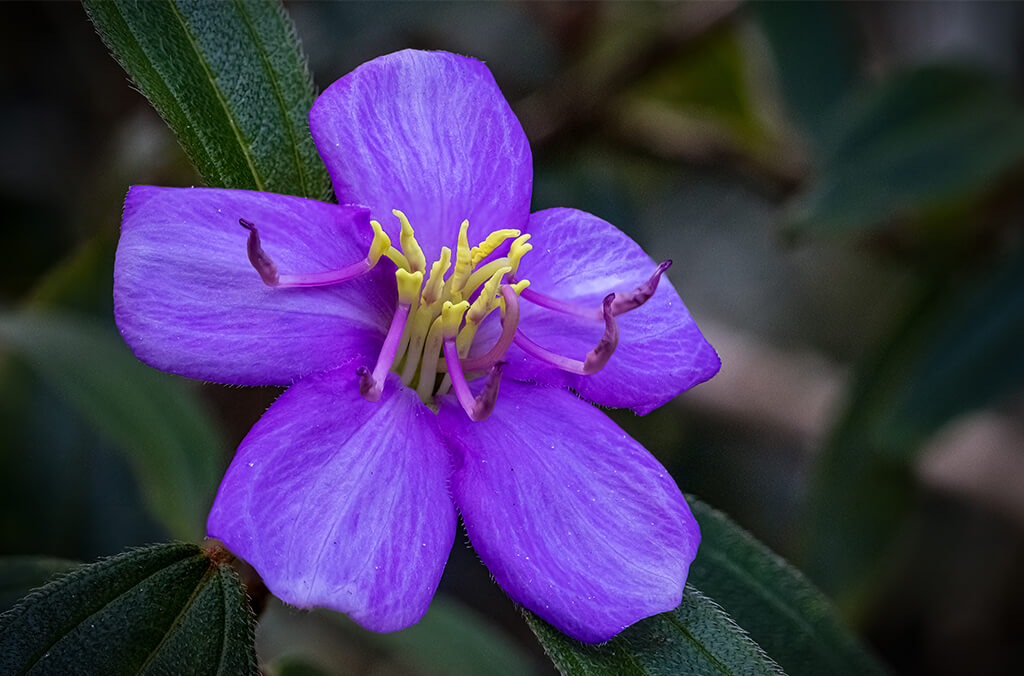 Purple flower with yellow centre