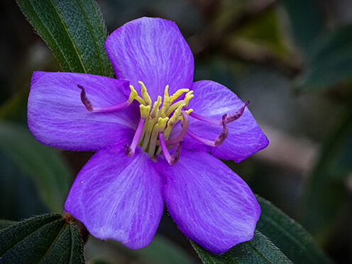 Five petalled, purple flower with yellow centre