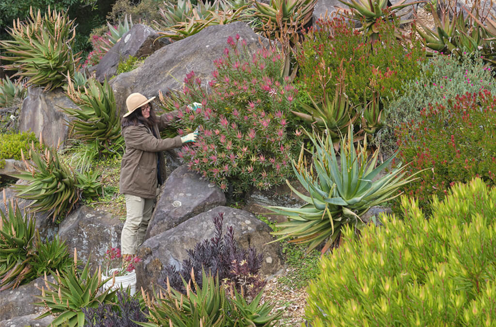 rock garden