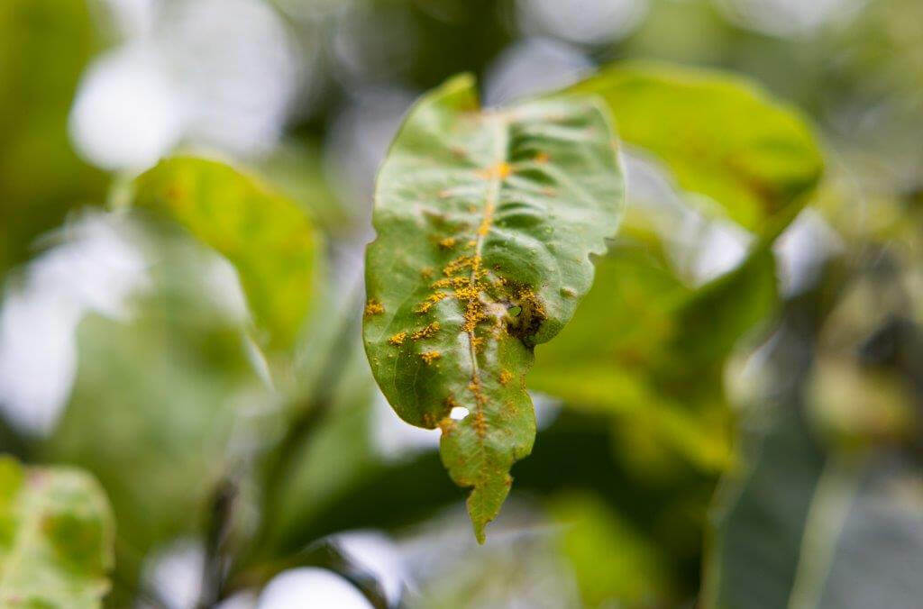 leaf close up