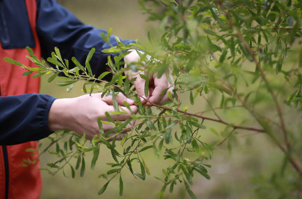 sampling leaf material close up