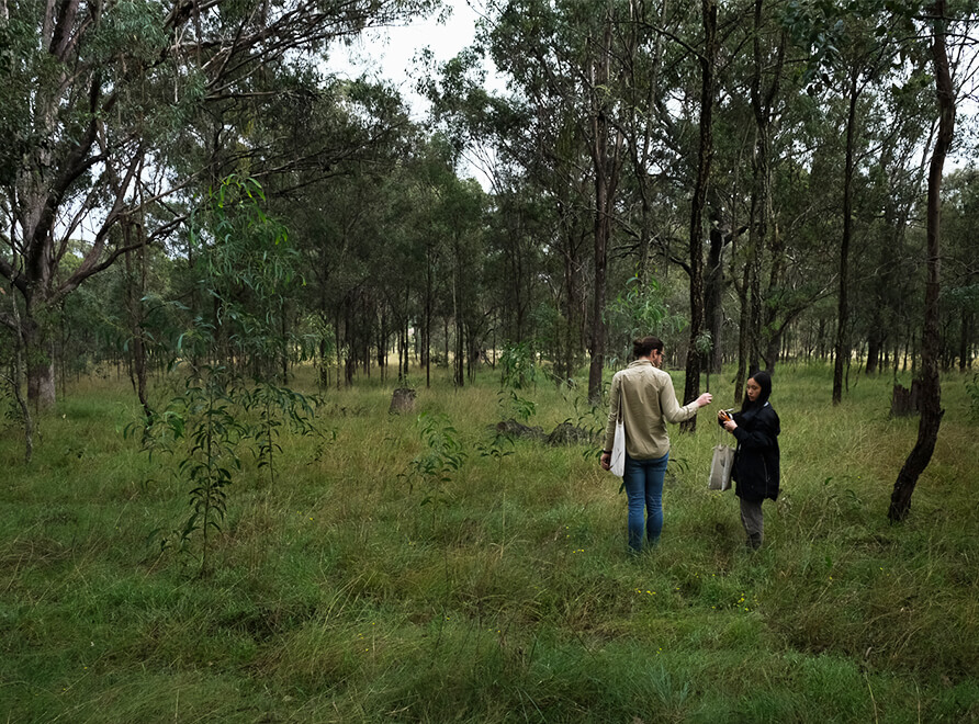 Two scientists walk through eucalypt bushland