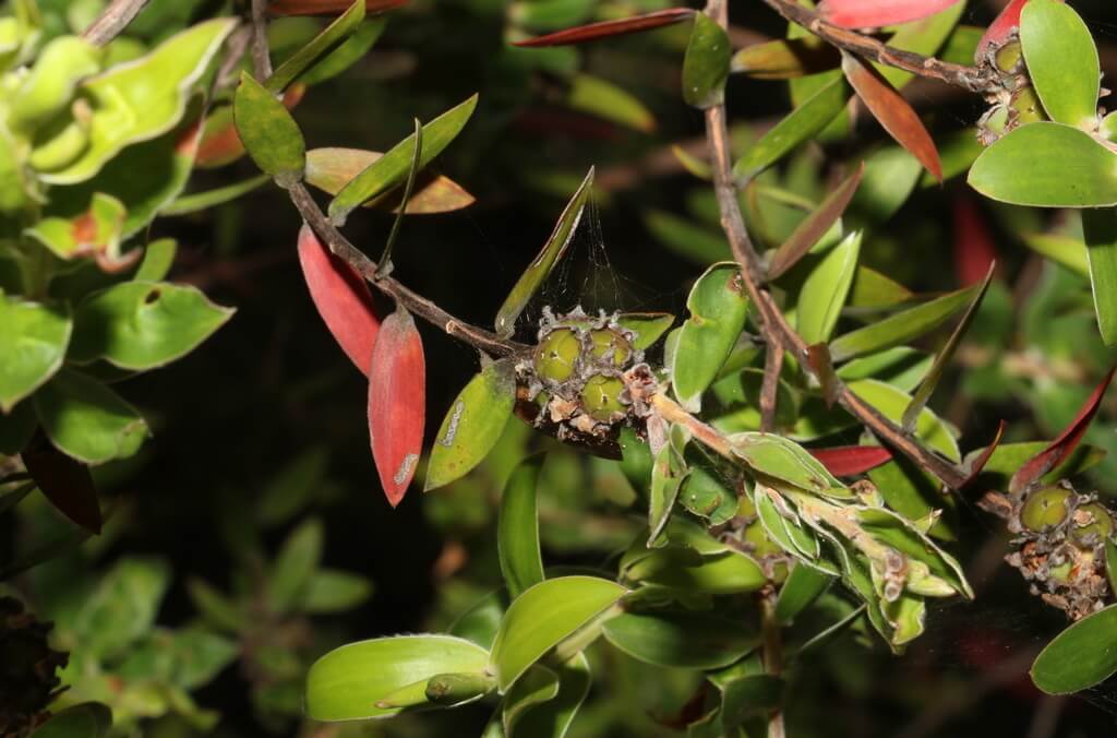 aggreflorum close up