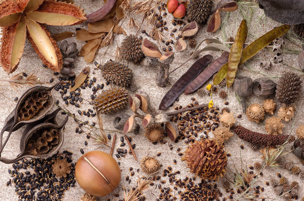 dry native seeds close up