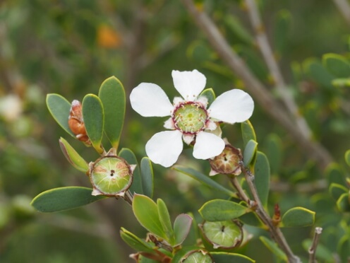 tea trees thumbnail 