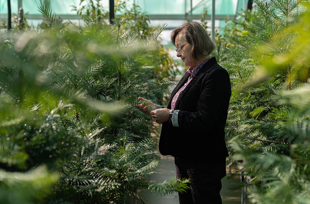 Dr Cathy Offord with the meta-collection of Wollemi Pines