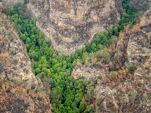 A group of Wollemi Pines in a canyon