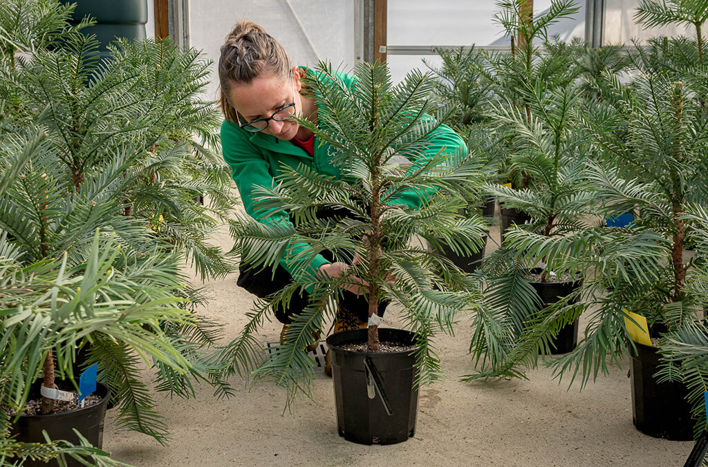 A group of Wollemi Pines arrive in the UK