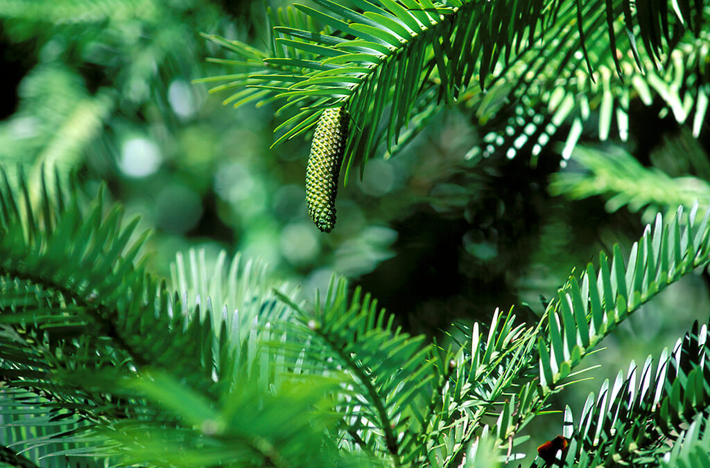 A close up of a Wollemi Pine's green comb