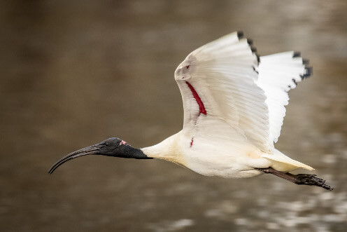 ibis thumbnail close up
