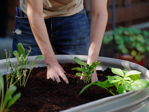 A close up of a man planting herbs