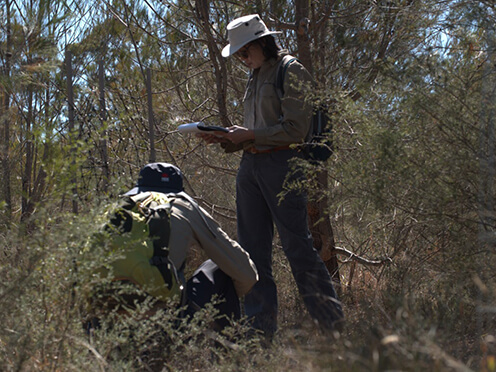 A team conducting field work on Eucalptus cryptica