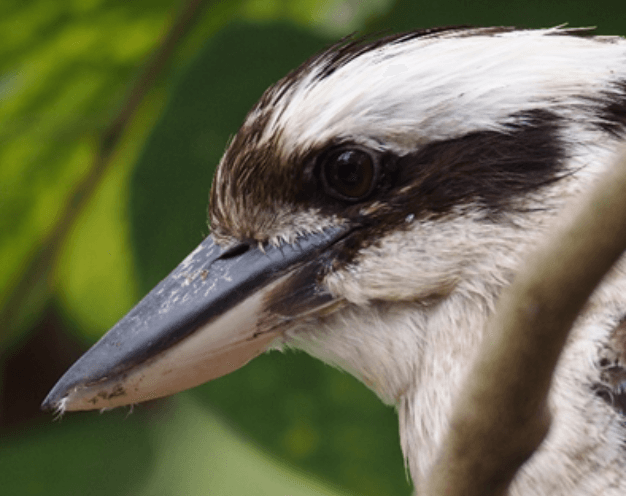 Kookaburra