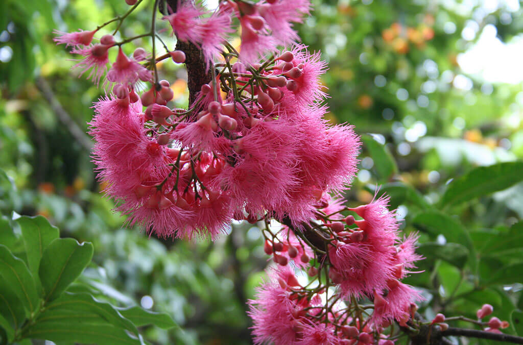 Syzgium moorei flowering