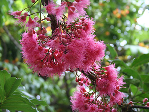 Syzgium moorei flowering