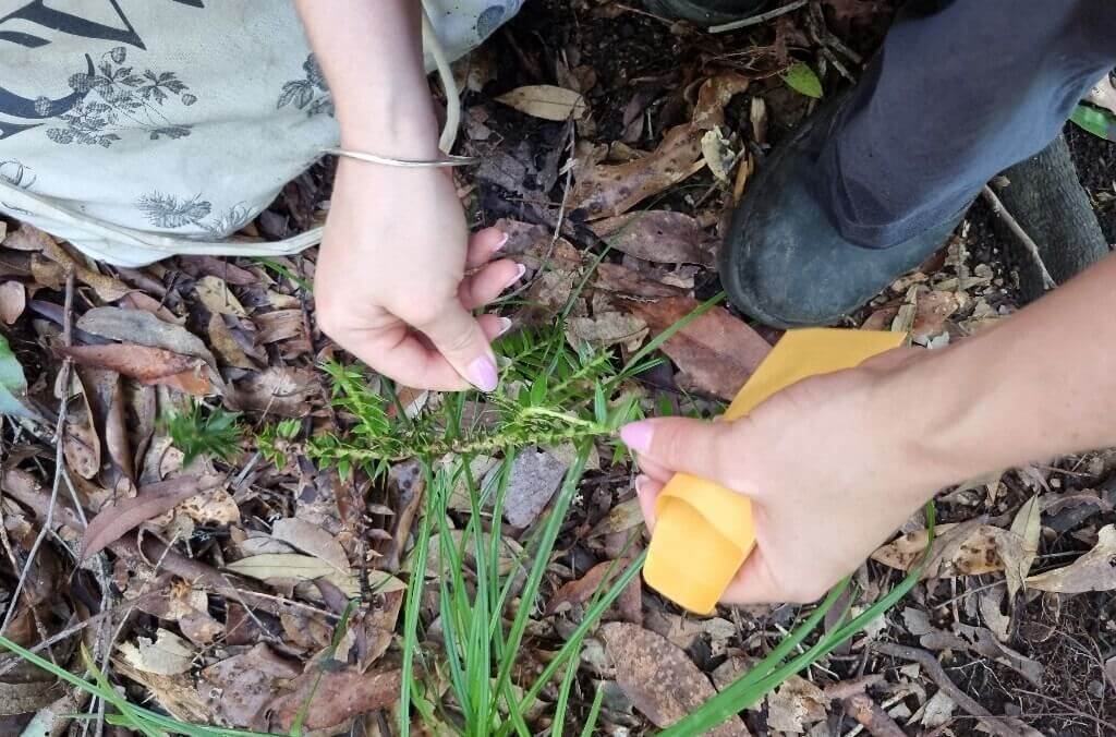 Two hands collecting a Bunya Pine sample