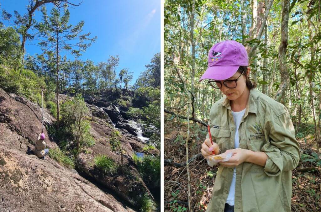 (Left) A location in Queensland where Bunya samples were collected (Right) Researcher Monica Fahey sampling a Bunya cone