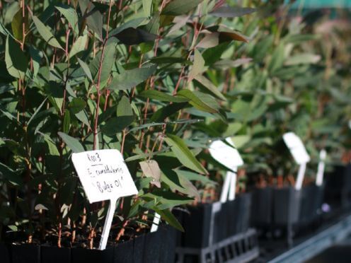 Genetically diverse collection of River Red Gum seedlings