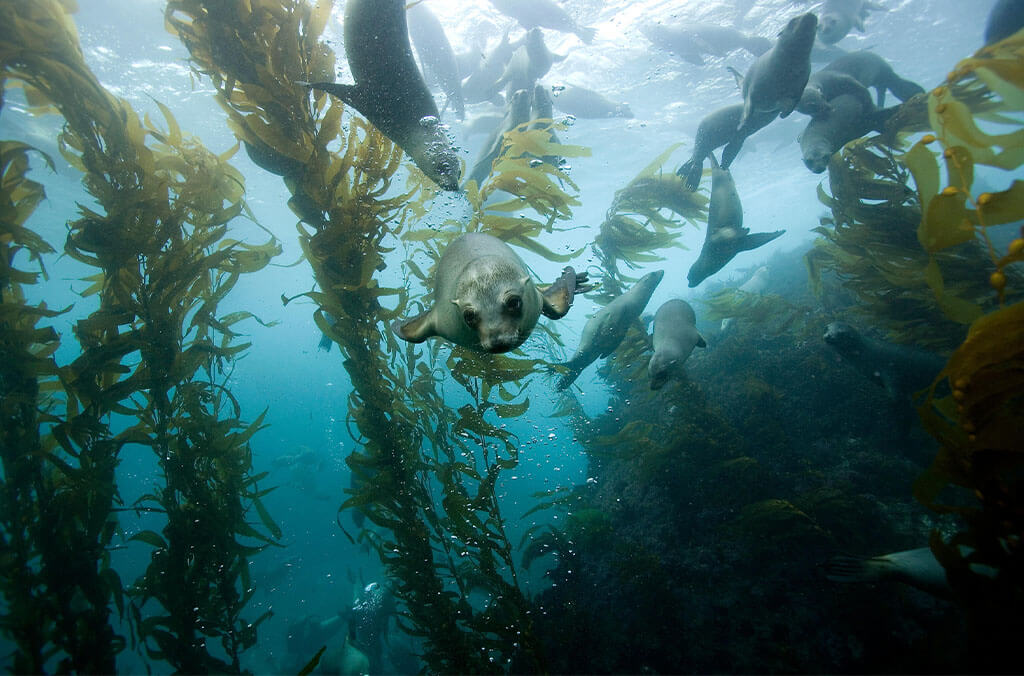 Sea lions swimming through a kelp forest