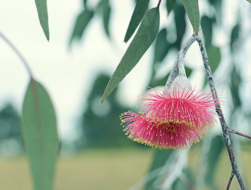 A king princess eucalyptus 