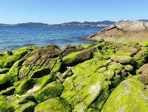 Rocks covered in algae