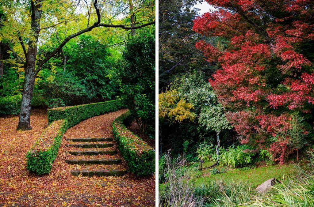 Deciduous species at the Blue Mountains Botanic Garden Mount Tomah