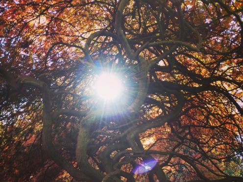 Looking up into a deciduous trees with autumn coloured leaves as the sun shines through