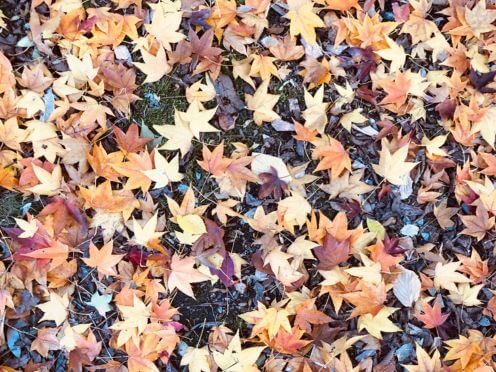 Autumn leaves scattered on the ground