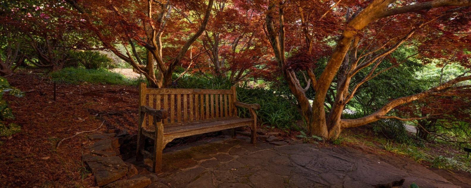 Bench surrounded by cool climate trees at the Blue Mountains Botanic Garden Mount Tomah