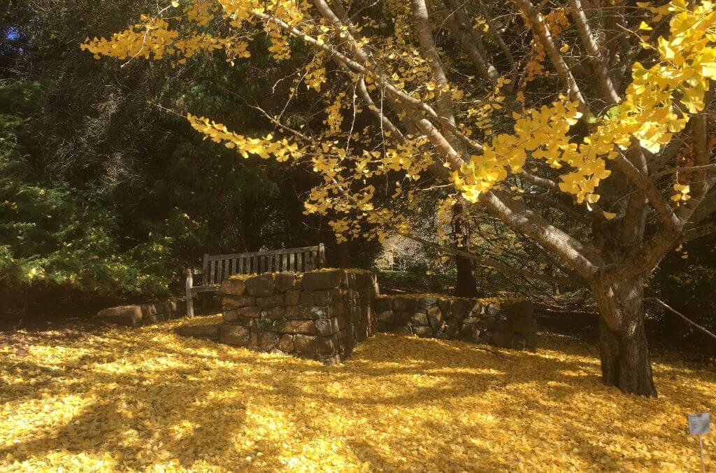 Ginkgo biloba at Blue Mountains Botanic Garden Mount Tomah