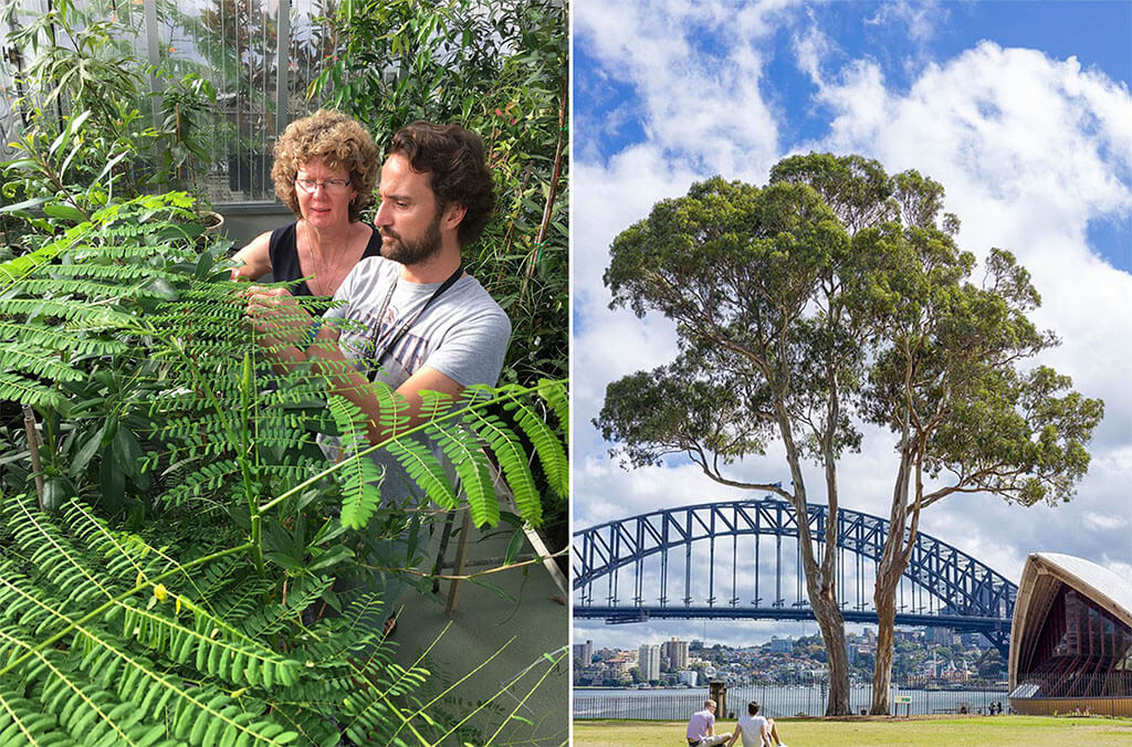 Scientists work on tree and a view of the harbour bridge