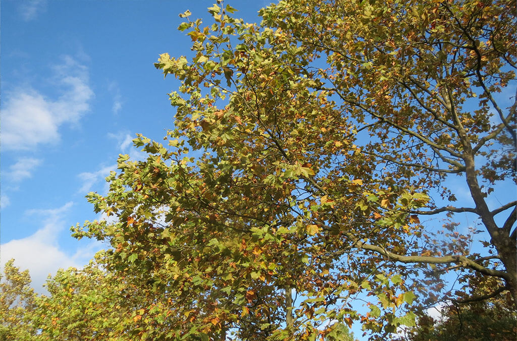 A plane tree