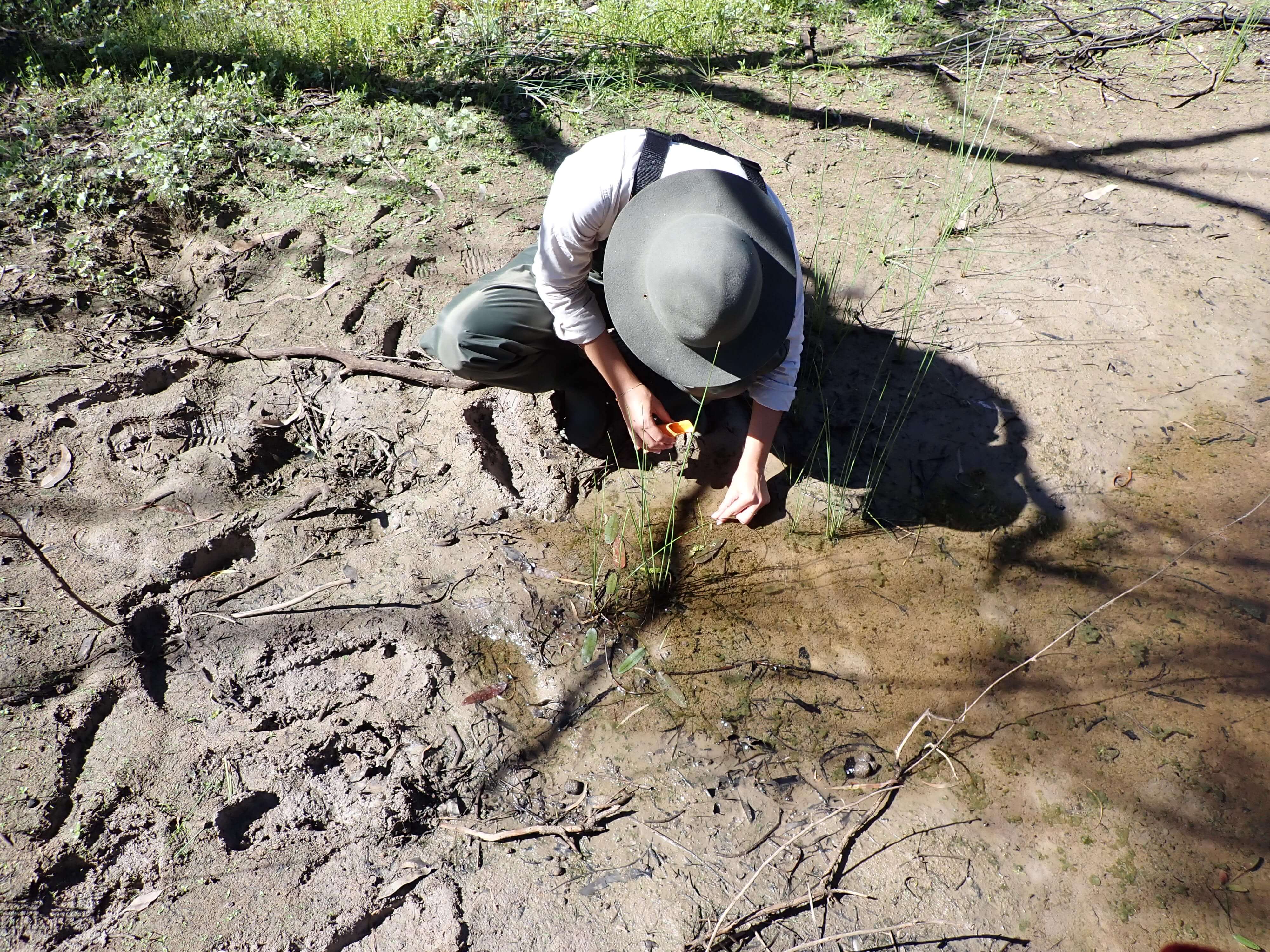 A scientist collecting plant samples from a swamp