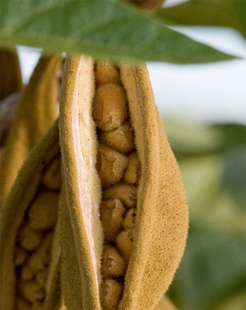 Close up of Brachychiton bidwillii seed pod