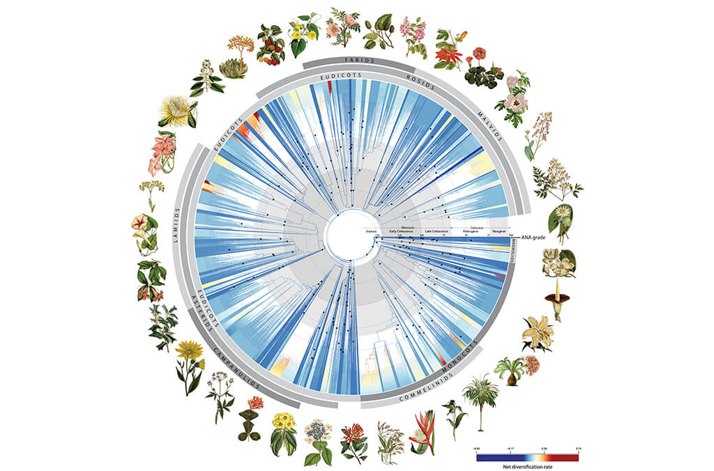 Tree of Life of flowering plants illustration 