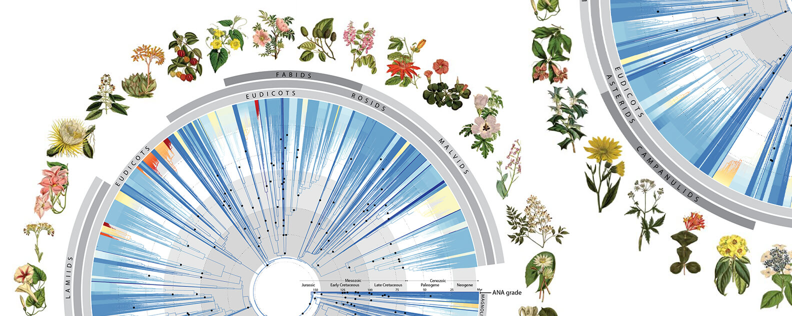 Tree of Life illustration