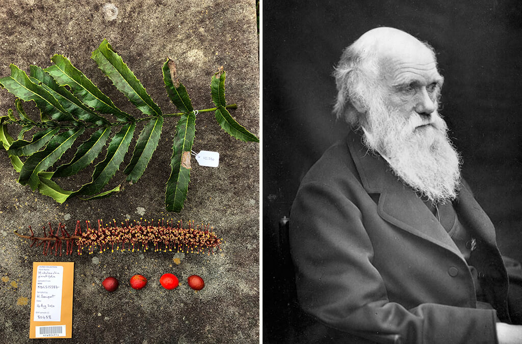 A rare specimen and a photo of Charles Darwin
