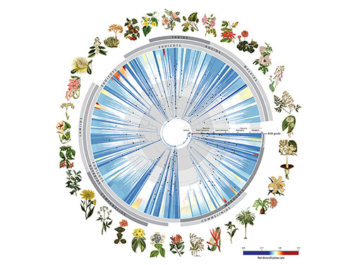 Tree of Life