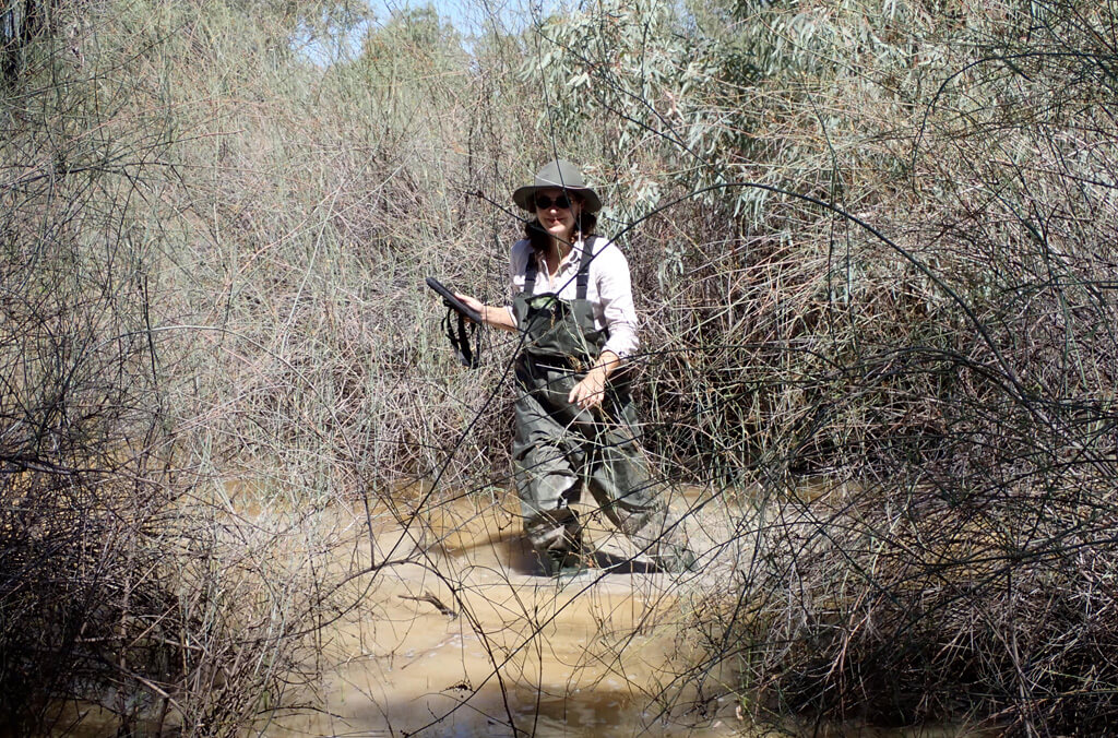 A scientists wades through a muddy swamp 