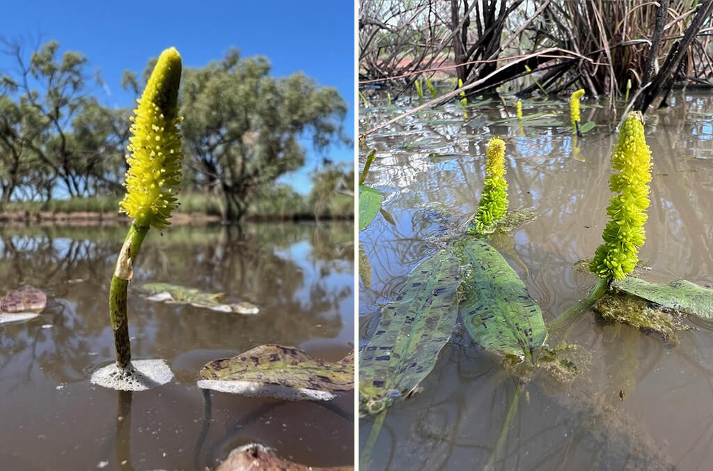 A yellow-green flower growing from a muddy swamp