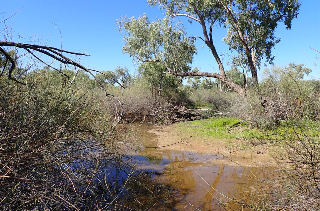 A muddy swamp west of Bourke in New South Wales