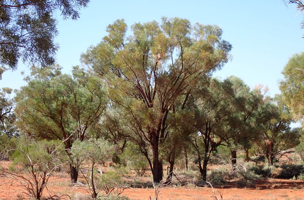 Desert land in Bourke, New South Wales